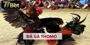 mẹo cược đá gà Thomo